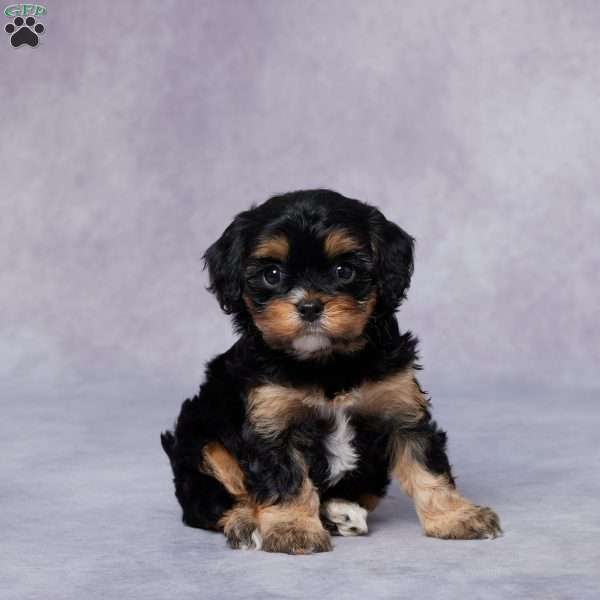 Piper, Cavapoo Puppy